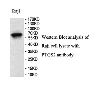 COX2 Rabbit Polyclonal Antibody