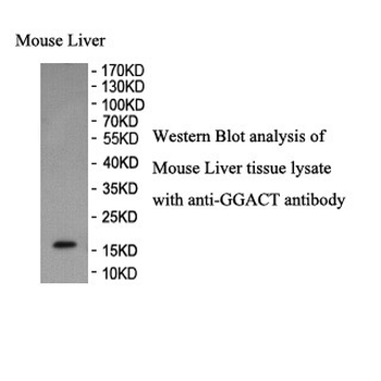 GGACT Rabbit Polyclonal Antibody