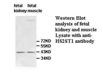 HS2ST1 Rabbit Polyclonal Antibody