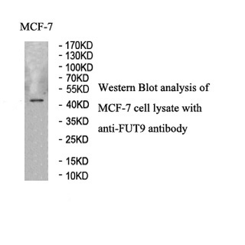 FUT9 Rabbit Polyclonal Antibody