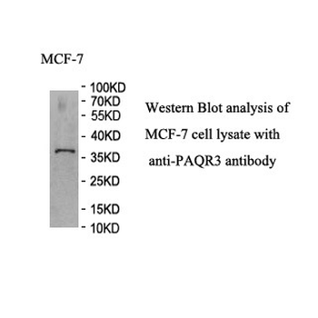 PAQR3 Rabbit Polyclonal Antibody