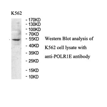 POLR1E Rabbit Polyclonal Antibody