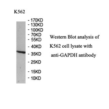 GAPDH Rabbit Polyclonal Antibody