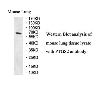 COX2 Rabbit Polyclonal Antibody