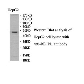 BECN1 Rabbit Polyclonal Antibody