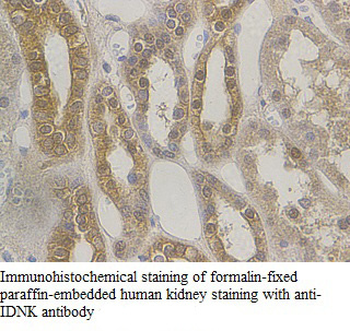 IDNK Rabbit Polyclonal Antibody