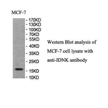 IDNK Rabbit Polyclonal Antibody