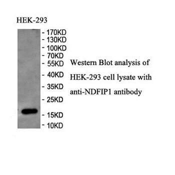 NDFIP1 Rabbit Polyclonal Antibody