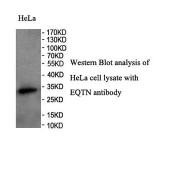 C9orf11 Rabbit Polyclonal Antibody