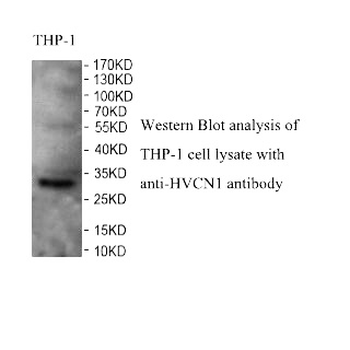 HVCN1 Rabbit Polyclonal Antibody