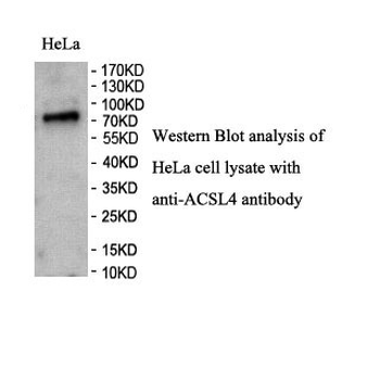 ACSL4 Rabbit Polyclonal Antibody