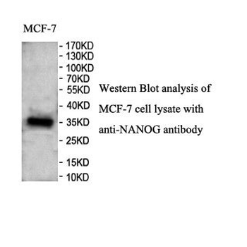 NANOG Rabbit Polyclonal Antibody
