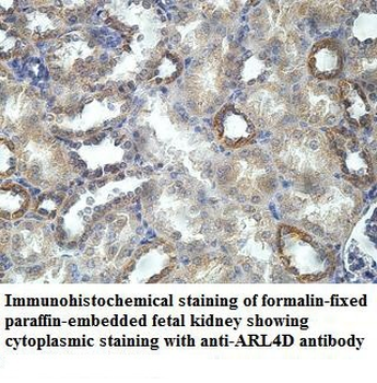 ARL4D Rabbit Polyclonal Antibody