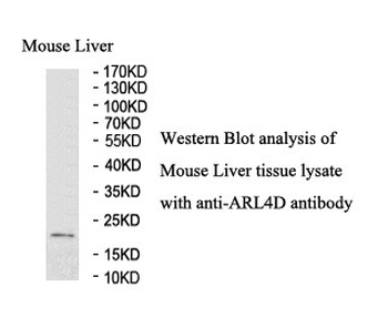 ARL4D Rabbit Polyclonal Antibody
