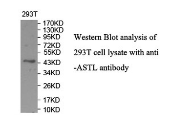 ASTL Rabbit Polyclonal Antibody