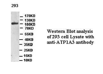 ATP1A3 Rabbit Polyclonal Antibody
