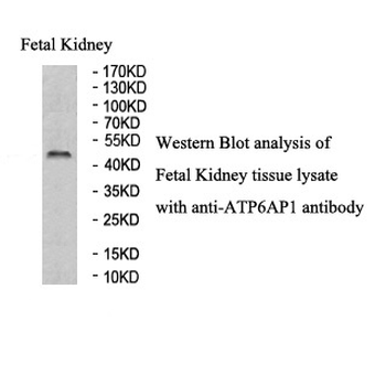 ATP6AP1 Rabbit Polyclonal Antibody