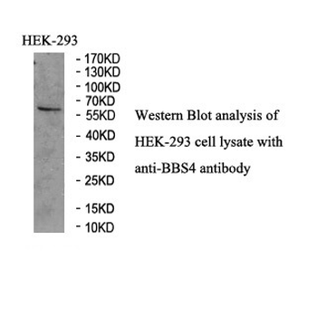 BBS4 Rabbit Polyclonal Antibody