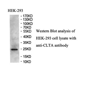 CLTA Rabbit Polyclonal Antibody