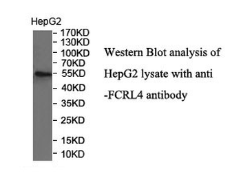 FCRL4 Rabbit Polyclonal Antibody