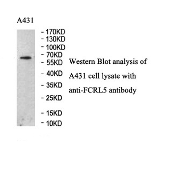 FCRL5 Rabbit Polyclonal Antibody