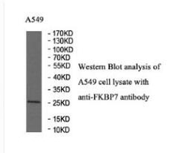 FKBP7 Rabbit Polyclonal Antibody