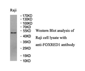 FOXRED1 Rabbit Polyclonal Antibody