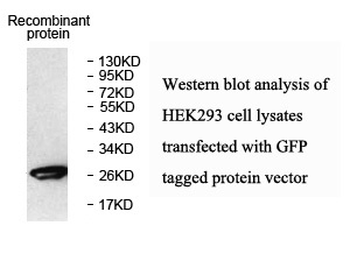 GFP Rabbit Polyclonal Antibody