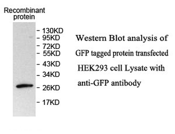 GFP Rabbit Polyclonal Antibody