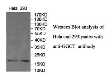 GGCT Rabbit Polyclonal Antibody