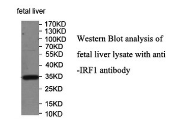 IRF1 Rabbit Polyclonal Antibody