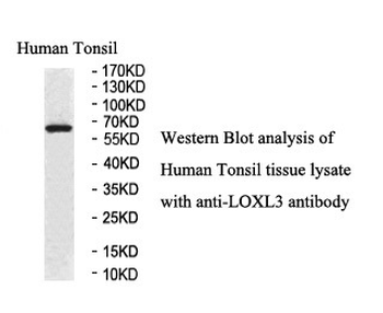 LOXL3 Rabbit Polyclonal Antibody