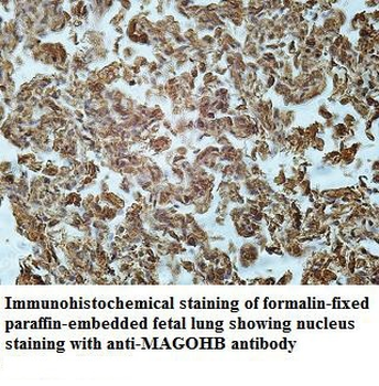MAGOHB Rabbit Polyclonal Antibody