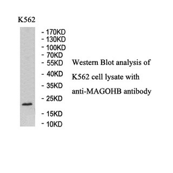 MAGOHB Rabbit Polyclonal Antibody