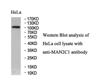MAN2C1 Rabbit Polyclonal Antibody
