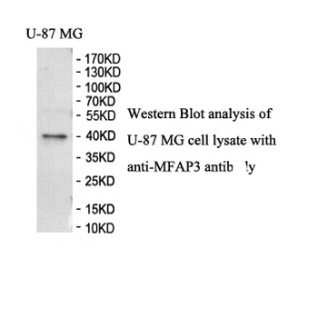 MFAP3 Rabbit Polyclonal Antibody
