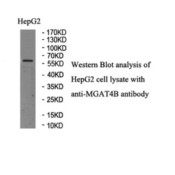 MGAT4B Rabbit Polyclonal Antibody