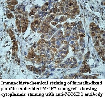 MOXD1 Rabbit Polyclonal Antibody