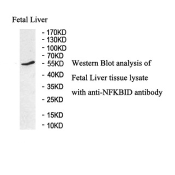 NFKBID Rabbit Polyclonal Antibody