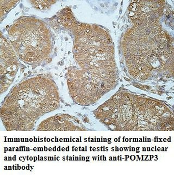 POMZP3 Rabbit Polyclonal Antibody