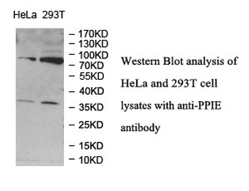 PPIE Rabbit Polyclonal Antibody