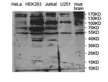 PPIL4 Rabbit Polyclonal Antibody