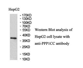 PPP1CC Rabbit Polyclonal Antibody