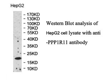 PPP1R11 Rabbit Polyclonal Antibody
