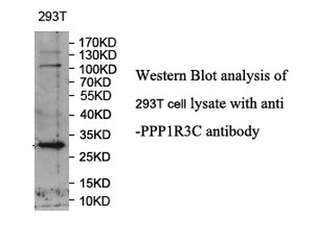 PPP1R3C Rabbit Polyclonal Antibody