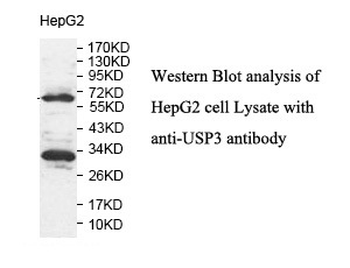 USP3 Rabbit Polyclonal Antibody
