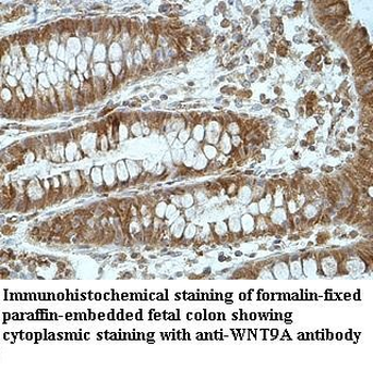 WNT9A Rabbit Polyclonal Antibody