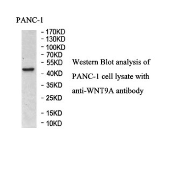 WNT9A Rabbit Polyclonal Antibody