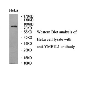 YME1L1 Rabbit Polyclonal Antibody