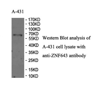 ZNF92 Rabbit Polyclonal Antibody